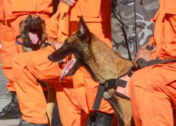 El Salvador contará con caninos especializados en búsqueda de personas soterradas