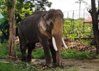 Una mujer y su bebé, pisoteados por un elefante en Zimbabue