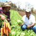El Salvador le apuesta más a la tecnología e investigación en la agricultura en 2022