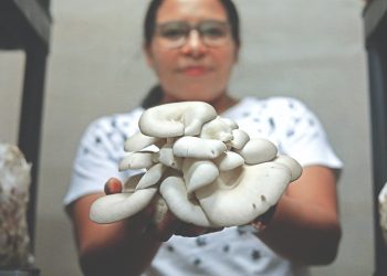 Los hongos ostra es un cultivo nuevo, pero rentable para productores locales