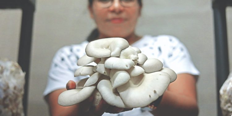 Ana Luisa Hernández explicó que dedica una hora para cortar el hongo y tres en la selección y empacado del producto en las diferentes presentaciones. Fotos / David Martínez.
