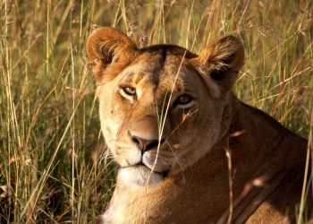 Leona despedaza a un guardián en zoológico de Irán y huye junto a su compañero