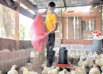 El máster que eligió emprender con su granja en Morazán