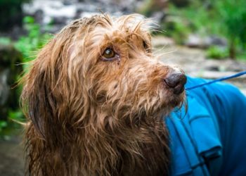 Alcaldía de Zaragoza prepara albergue para perros en situación de calle