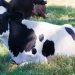 Hombre es condenado por hurtar una vaca en Chalatenango