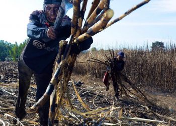 El Salvador endulzó al mundo en los últimos cinco años