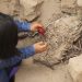 Arqueólogos presentan momias precolombinas de niños sacrificados en Perú