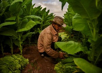 Escasez en Cuba golpea producción de habanos