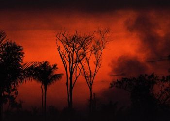 La deforestación de la Amazonía brasileña alcanza récord en enero