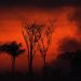 La deforestación de la Amazonía brasileña alcanza récord en enero