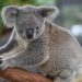 Australia declara los koalas como especie «en peligro» en su costa oriental