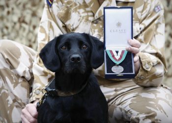 FOTOS: Perro rastreador del ejército británico premiado por éxitos en Afganistán