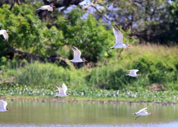 De 500 especies de aves en el mundo, El Jocotal alberga 254