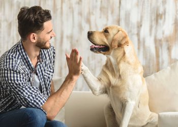 Gobierno español adopta un proyecto ley de protección animal