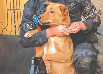 Maltrato animal será sancionado hasta con cuatro años de cárcel