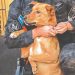 Maltrato animal será sancionado hasta con cuatro años de cárcel