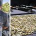 Cargamento de armas iba para un residente en Jucuarán, Usulután quien ya fue capturado