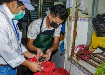 Cendepesca analizará toxicidad de curiles decomisados en Santa Tecla