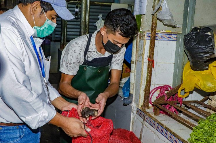 Los curiles fueron trasladados al Laboratorio de Moluscos de Puerto El Triunfo, Usulután, donde serán sanados./Foto: Diario El Salvador.
