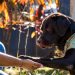 Comisión de legislación de Asamblea avala cárcel por maltratar animales de compañía