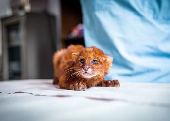 Gato zonto juvenil fue rescatado y entregado al Ministerio de Medio Ambiente