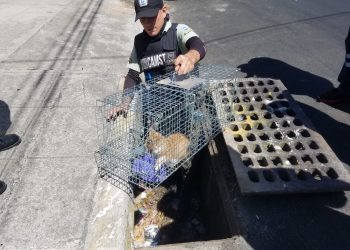 Alcaldía de Santa Tecla rescata a gato que cayó en alcantarilla