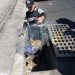 Alcaldía de Santa Tecla rescata a gato que cayó en alcantarilla