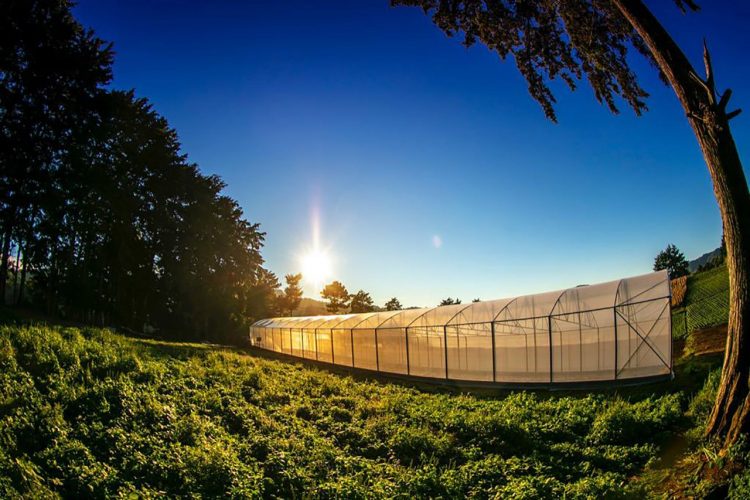 Uno de los
propósitos de
RECETO es
alcanzar una
producción
escalonada de
frutas, verduras
y hortalizas
para generar
una producción
sostenible.  Foto / Diario El Salvador.