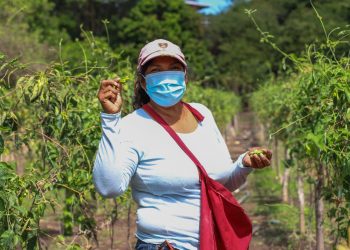 El loroco, un producto de alto valor en El Salvador