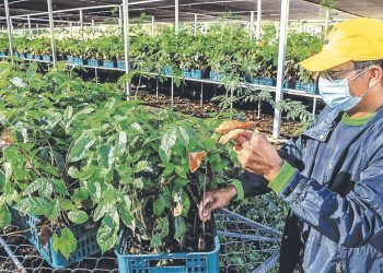 El primer vivero de MOP Verde comienza la producción masiva de plantas y árboles