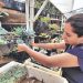 Esposos pasaron de coleccionar a ser productores de cactus