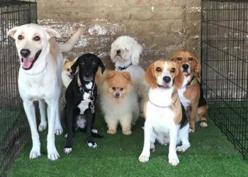 Clausuran centro de entrenamiento para perros debido a maltrato animal