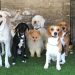 Clausuran centro de entrenamiento para perros debido a maltrato animal
