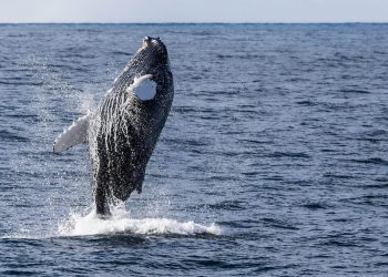 Islandia dejará de cazar ballenas
