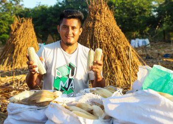 Productores diversifican cosechas con Sembrando Vida