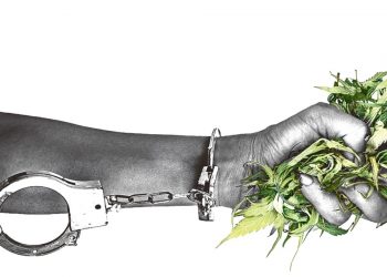 Por año, 50 personas son procesadas por cultivar marihuana en casa en El Salvador