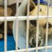 Maltratadores de animales han logrado ser identificados y multados