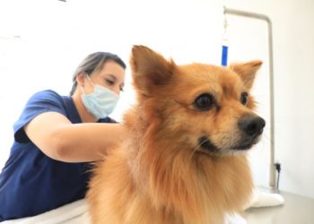 «No estamos cobrando como una veterinaria privada»: Melvin Rogel, director de Chivo Pets