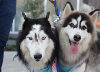 FOTOS: Así se desarrolló la jornada de este domingo en el hospital veterinario público Chivo Pets