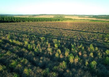 Inician negociaciones para poner a resguardo el 30% de la superficie del planeta
