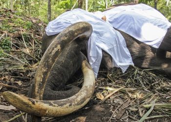 El elefante más sagrado de Sri Lanka muere a los 68 años
