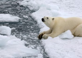 NASA: Hielo marino invernal de Ártico en 2022, el décimo más reducido jamás registrado