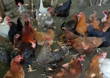 Francia sacrificará millones de animales por gripe aviar