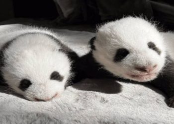 Parque zoológico de Madrid presenta a osos pandas gemelos