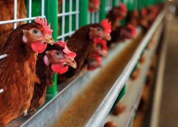 Francia sacrifica a 10 millones de aves por gripe aviar