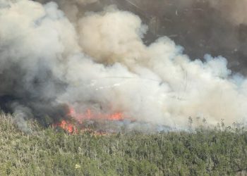Se registran más de 170 incendios forestales activos en Florida, EE. UU.