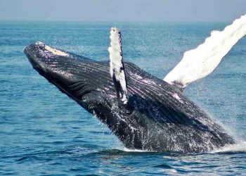 Una treintena de ballenas mueren varadas en Nueva Zelanda