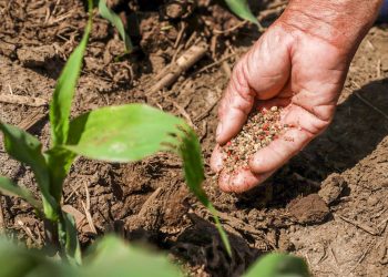 Reducción de aranceles incentivará producción agrícola en El Salvador