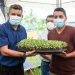El Ministerio de Agricultura donó 70,000 plantines de repollo híbrido a productores