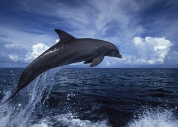 Más de 20 delfines encontrados muertos en una playa de Turquía